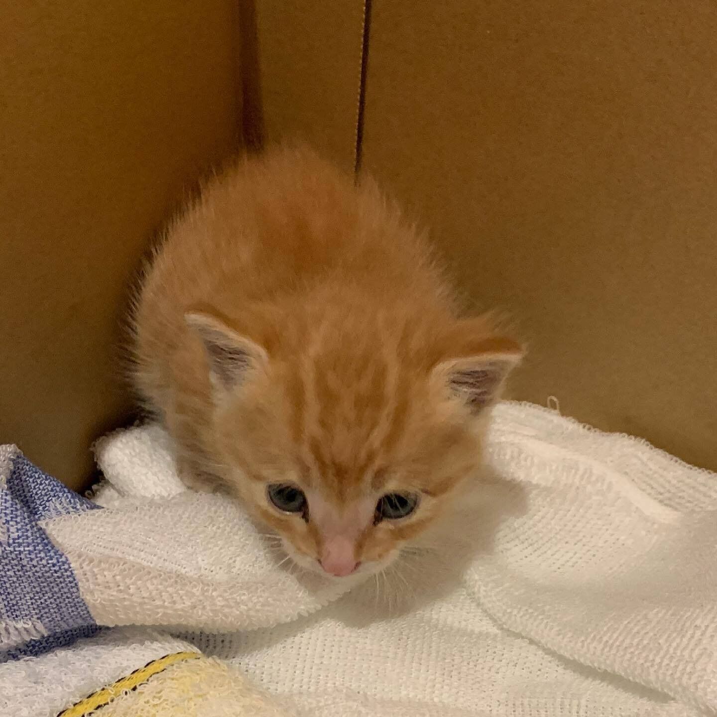 お迎え当日の虎吉くん（撮影時、生後推定2週齢）。