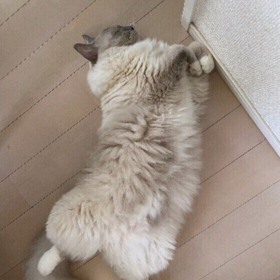 へそ天寝する猫（ラグドール、オス）