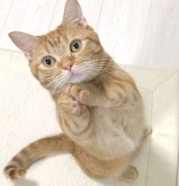 おねだりポーズをするマンチカン