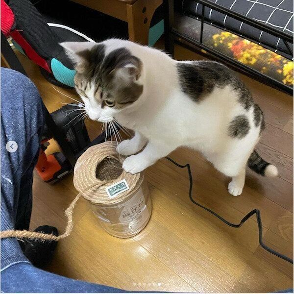 猫のためのDIY作品