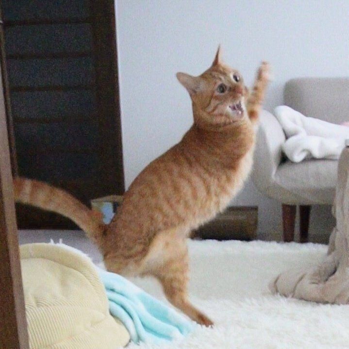 楽しそうに遊ぶにゃんちゅーくん