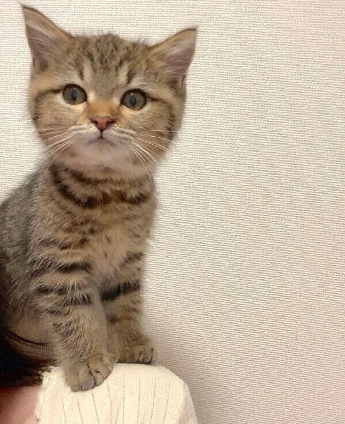 飼主さんにくっついて寝たい 生後4カ月の子猫が見せる行動に 尊い の声 ねこのきもちweb Magazine 飼主さんにくっついて寝たい 生後4カ月の子猫が見せる行動に 尊い の声 ねこのきもちweb Magazine