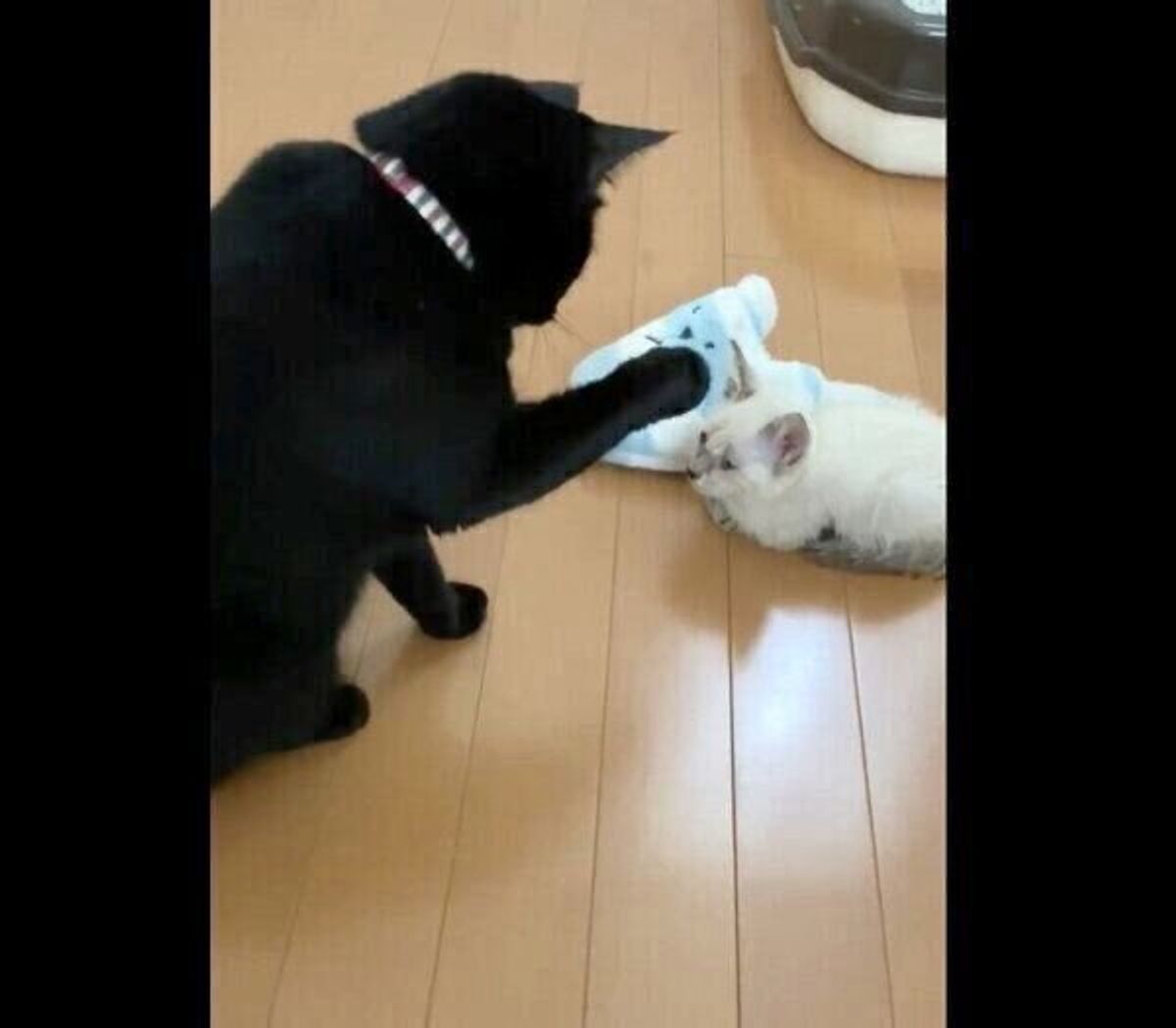 突然きた保護子猫に戸惑う先住猫 萌えの極み だった2匹の今の関係性 ねこのきもちweb Magazine 突然きた保護子猫に戸惑う先住猫 萌えの極み だった2匹の今の関係性 ねこのきもちweb Magazine