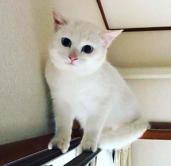 白猫のこゆきちゃん