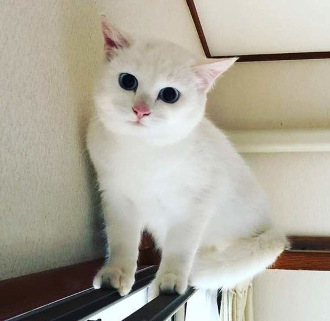 全種画像付き 洋猫と和猫 その特徴や性格の違いについて解説 ねこのきもちweb Magazine 全種画像付き 洋猫と和猫 その特徴や性格の違いについて解説 ねこのきもちweb Magazine