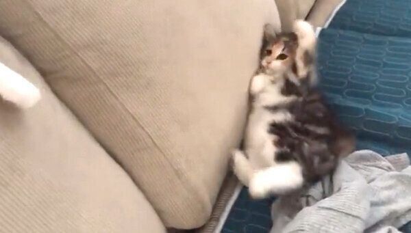 じゃれ合うひまりちゃんと先住猫・つくねくん