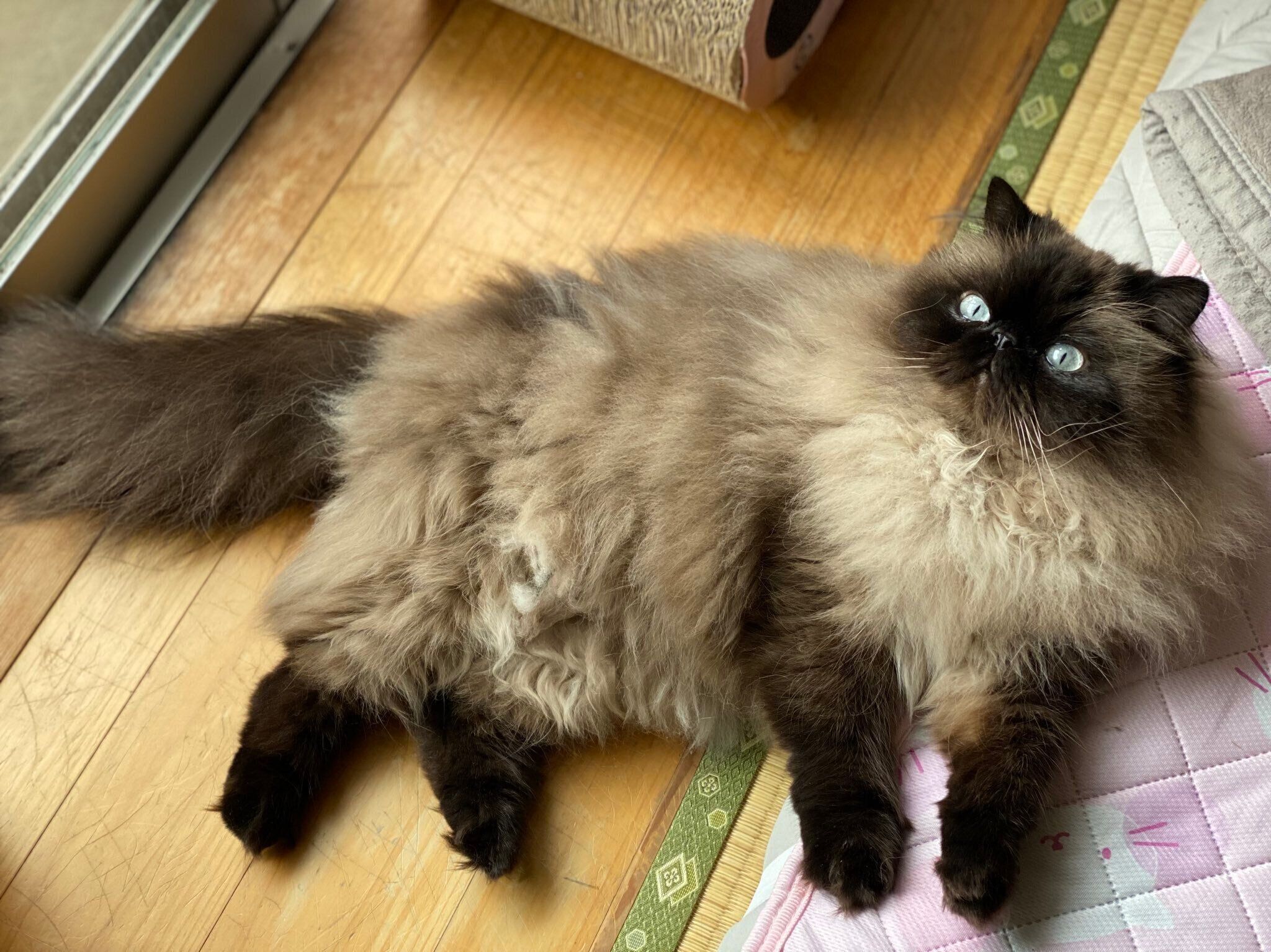 ひなたぼっこするむぎくん