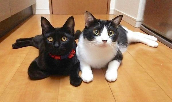 元保護猫・虎徹くんとはなびくん