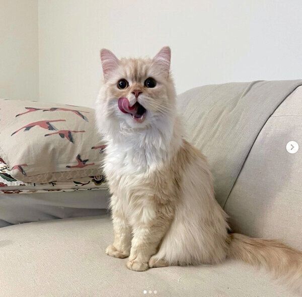 舌をペロッとするハウルくん