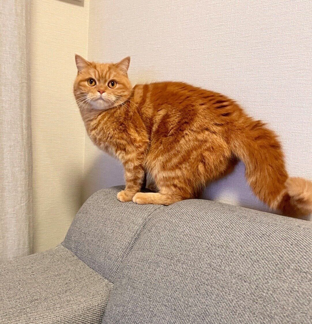 見つめるにゃむちゃん