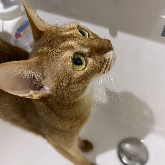 アビシニアンの胡桃ちゃん♪