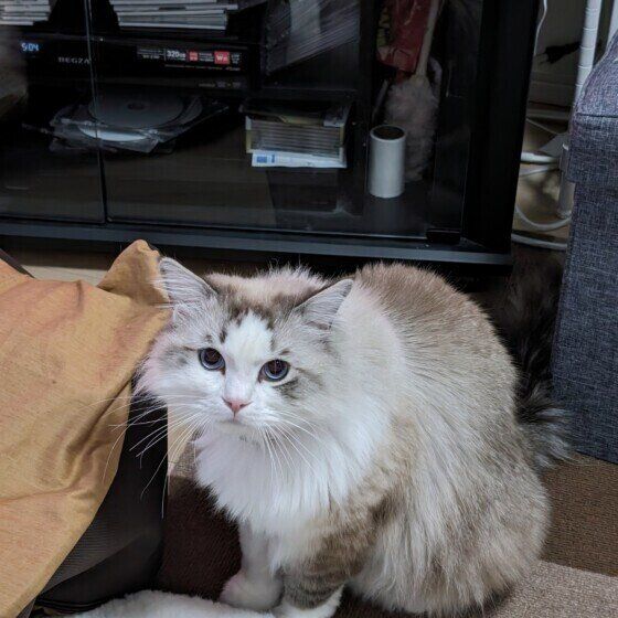 何かを訴えるラグドール