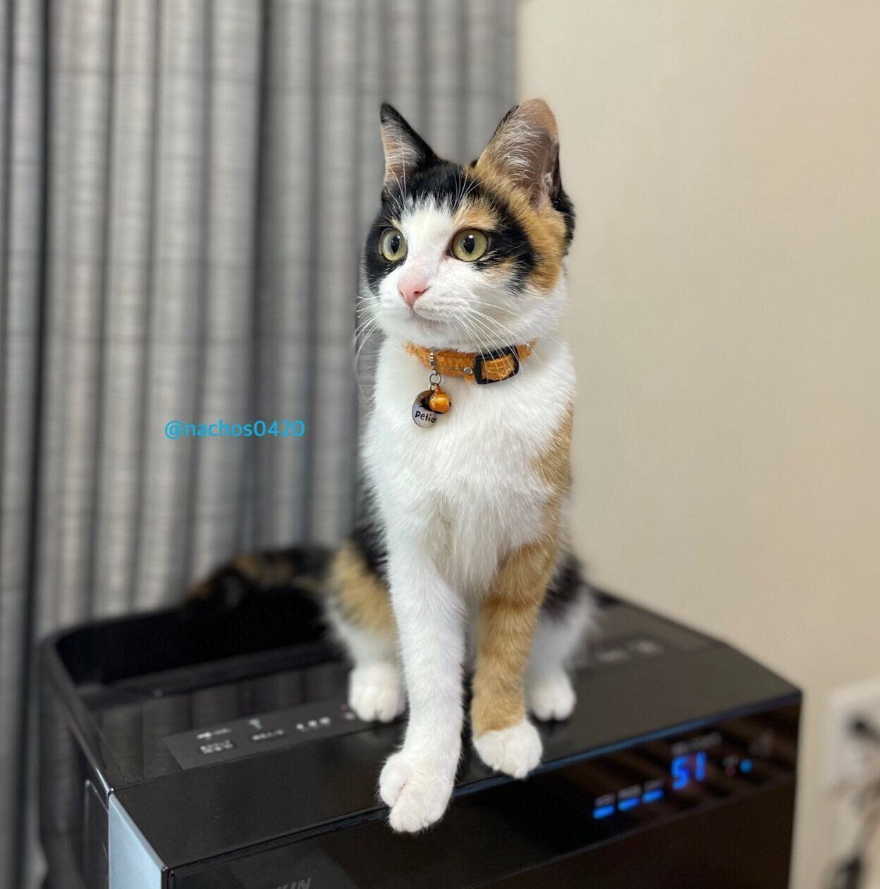 お迎え当時のなっちゃん