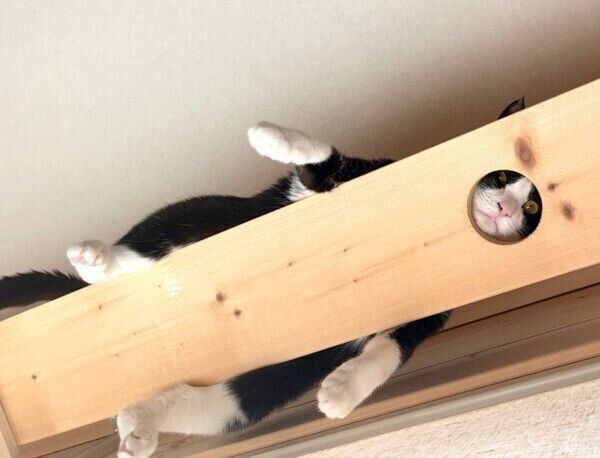 独特なくつろぎ方をするひまわりちゃん