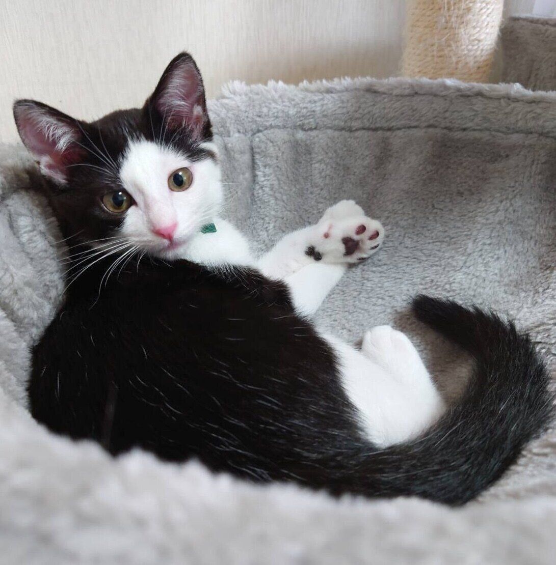 お迎え当時の豆大福ちゃん