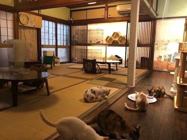 和室と猫で癒やしの時間を