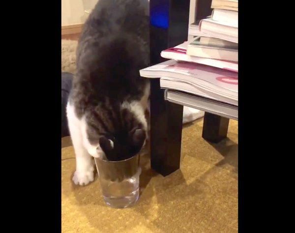 コップの中の水を飲もうと必死な猫