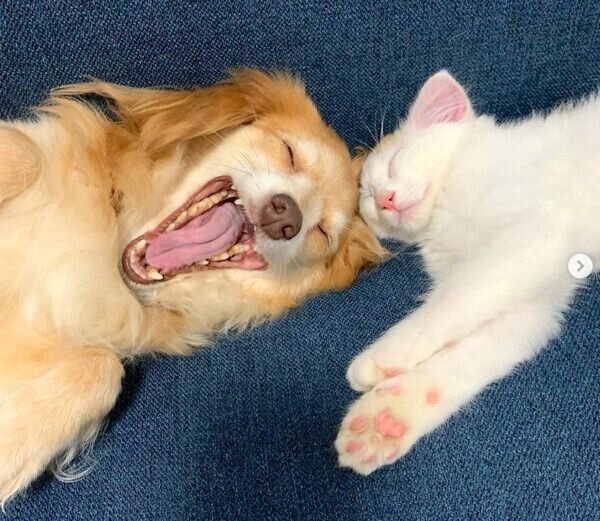 寄り添うめろんちゃんととらちゃん