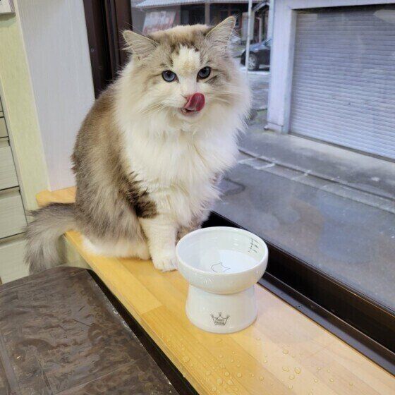 ラグドールのミーちゃん