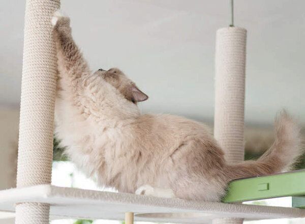 あなたと暮らす愛猫の世界には22の好きがあふれている