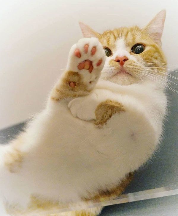 肉球がかわいいぱんだちゃん