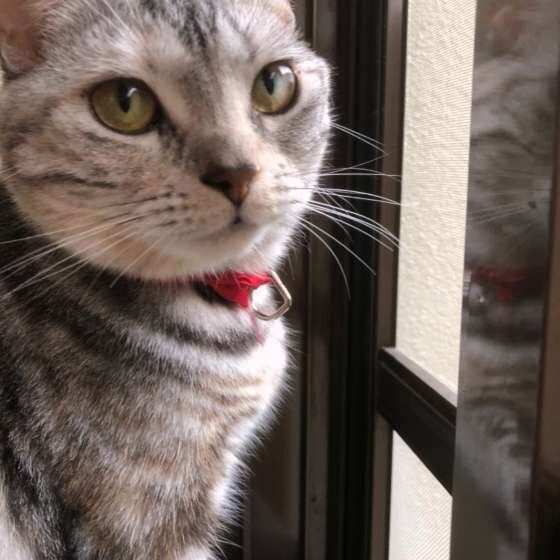 外を見るアメリカンショートヘア