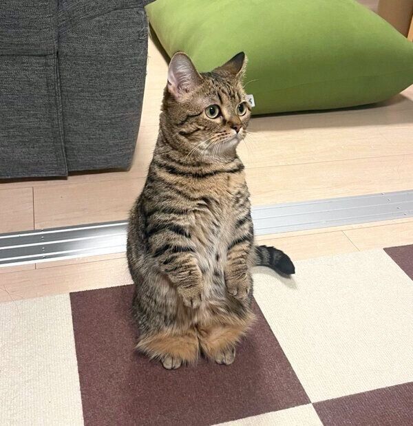 立って耳を澄ますもなちゃん