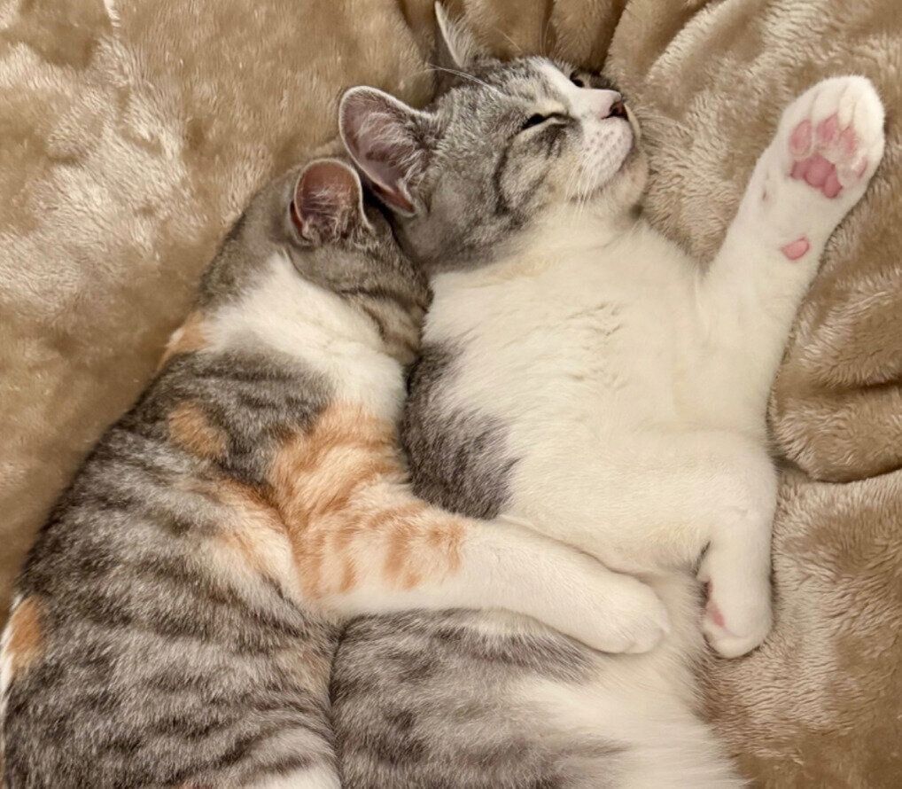 くっついて眠る彩春ちゃん、春陽くん