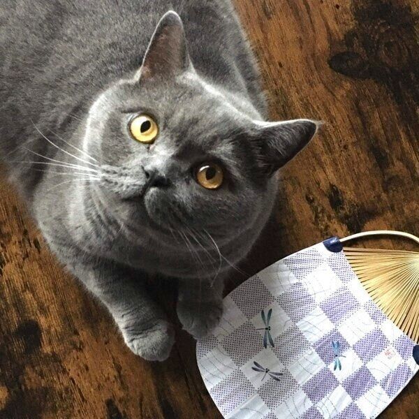 少しだけうちわに興味があるまるみくん