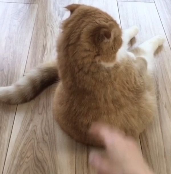 夕涼み風に座る猫