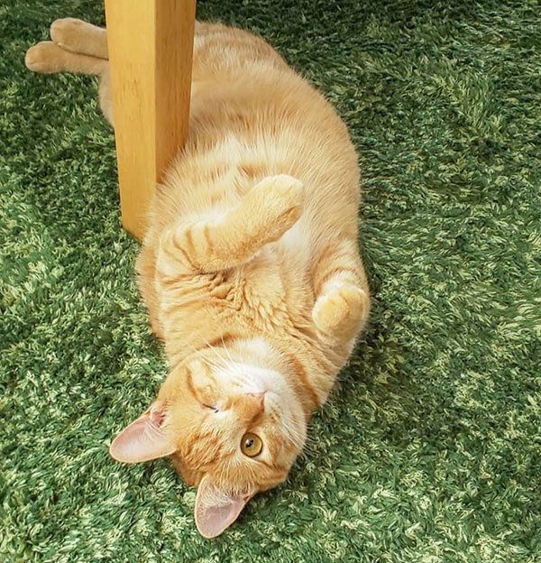 元保護猫・みちるちゃん