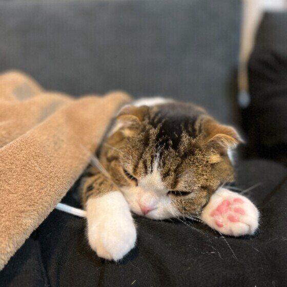 スコティッシュフォールドのまるちゃん