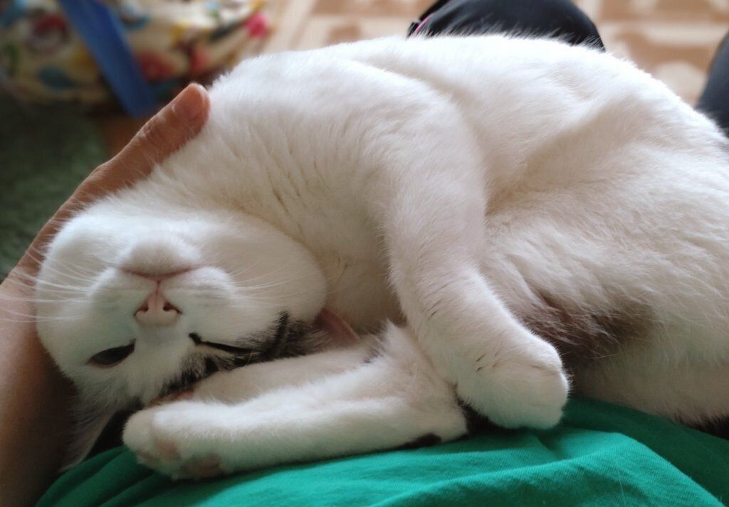 「ひざの上であまえてくるかわいいヤツ」と飼い主さん