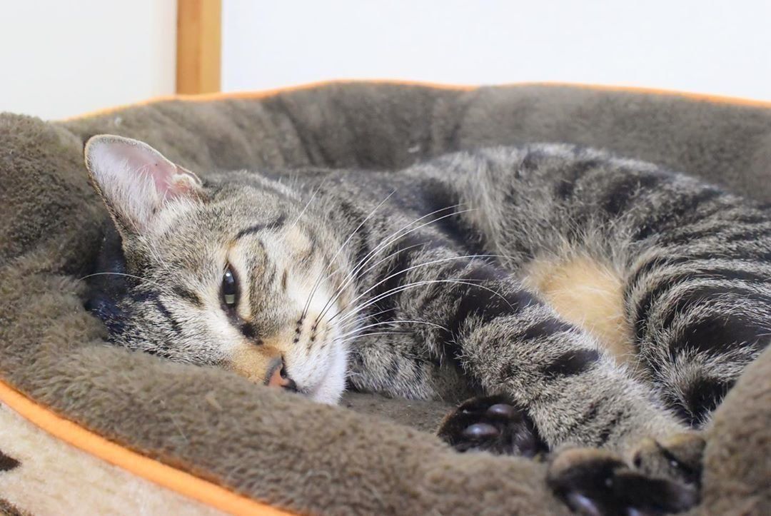 Nウォームをふみふみしながらウトウトする猫