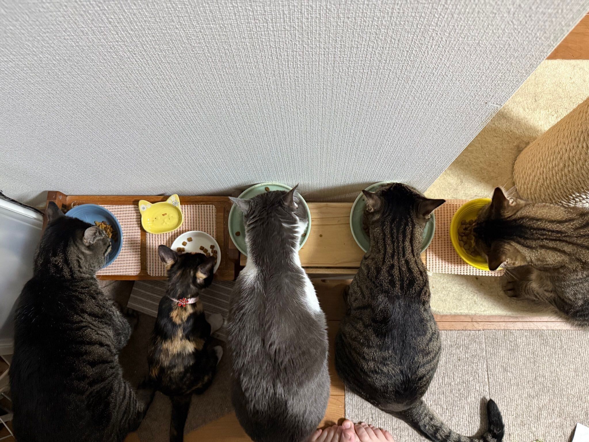 先住猫たちとゴハンを食べるまりもちゃん