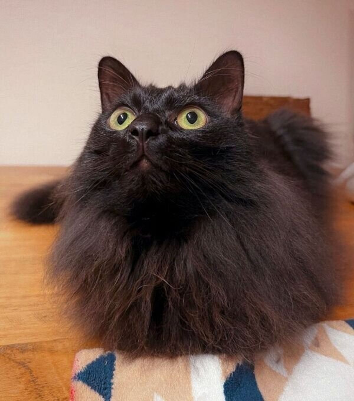 エイのような フライパンのような フシギな体勢でくつろぐ黒猫が 新種の生き物 だと話題に ねこのきもちweb Magazine エイのような フライパンのような フシギな体勢でくつろぐ黒猫が 新種の生き物 だと話題に ねこのきもちweb Magazine