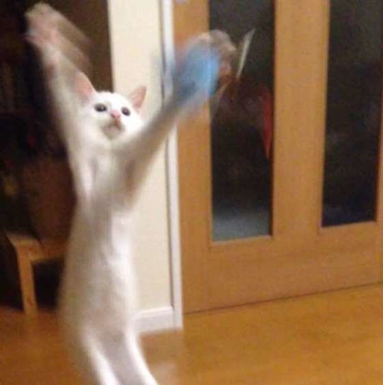 ジャンプしているMIX白フクくん