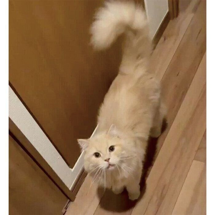 飼い主さんの後をついてくるつきみくん