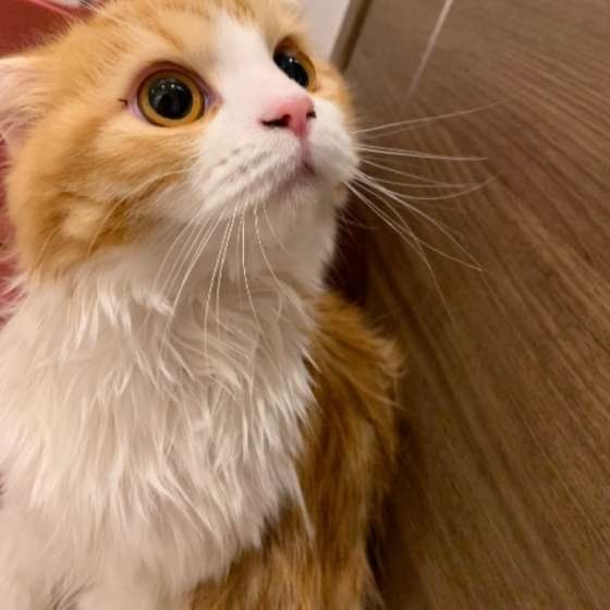 見上げるスコティッシュフォールド・ロングヘア