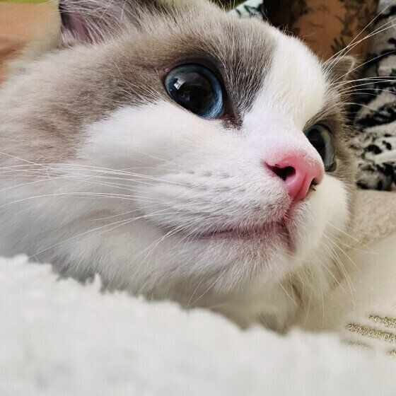 ラグドールのココちゃん