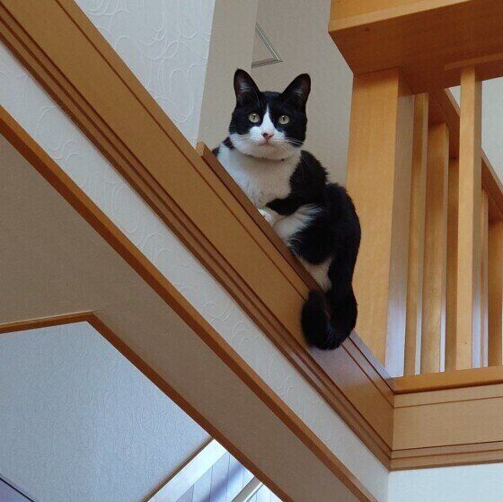 Mix（黒×白）のアメくん♪