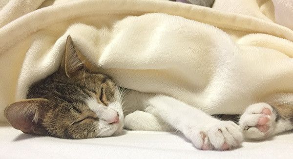 眠る猫