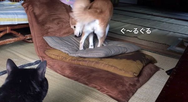 ぐるぐる回る柴犬