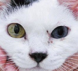 画像／2019年３月号「猫医療の現場から」