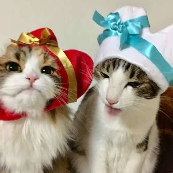 かぶりものをかぶる猫