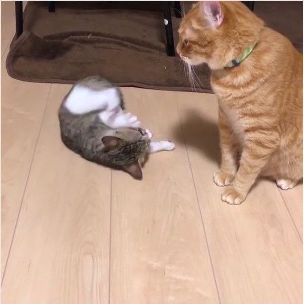 求愛ダンスするニャンコ