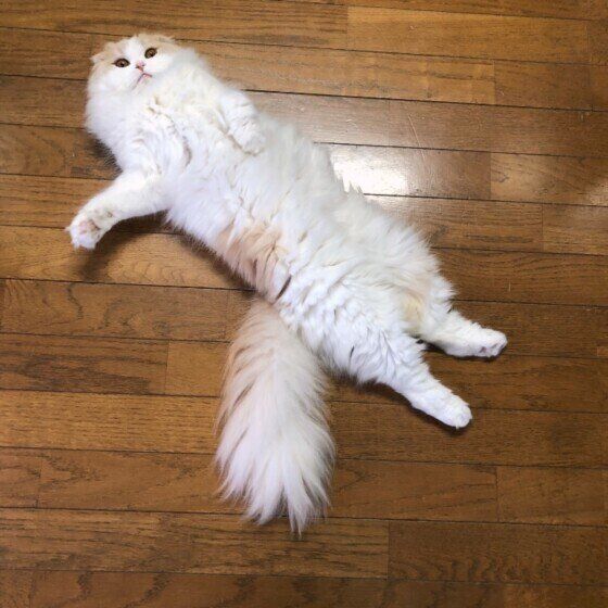 おなかを見せるスコティッシュフォールド