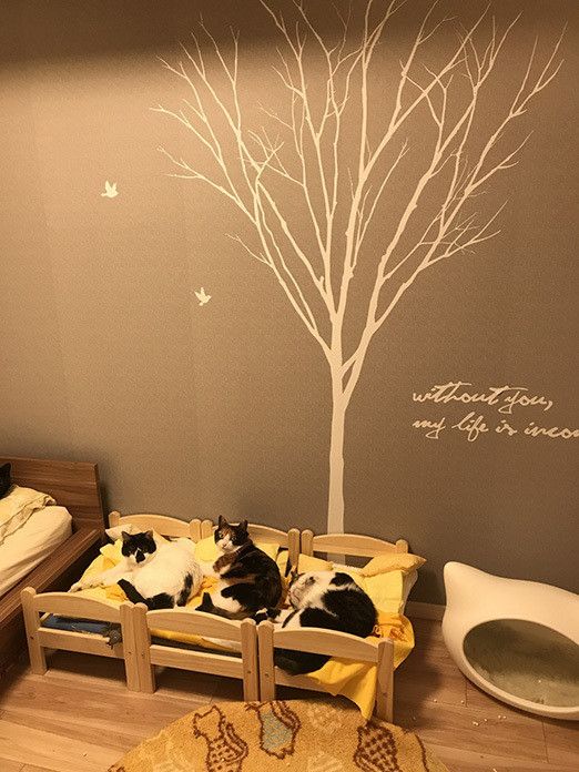 幸せすぎる…猫マスターの “のほほん”な日常