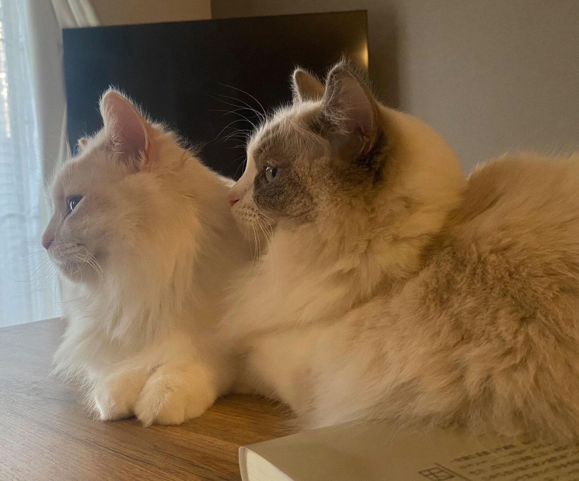 まったりする睡蓮ちゃん、もなかくん