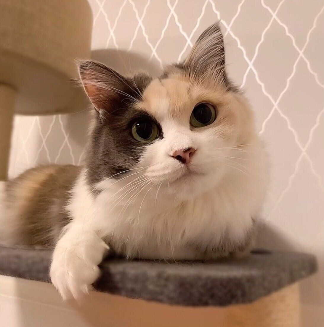 くつろぐハンちゃん